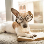 essays and short stories smart beagle