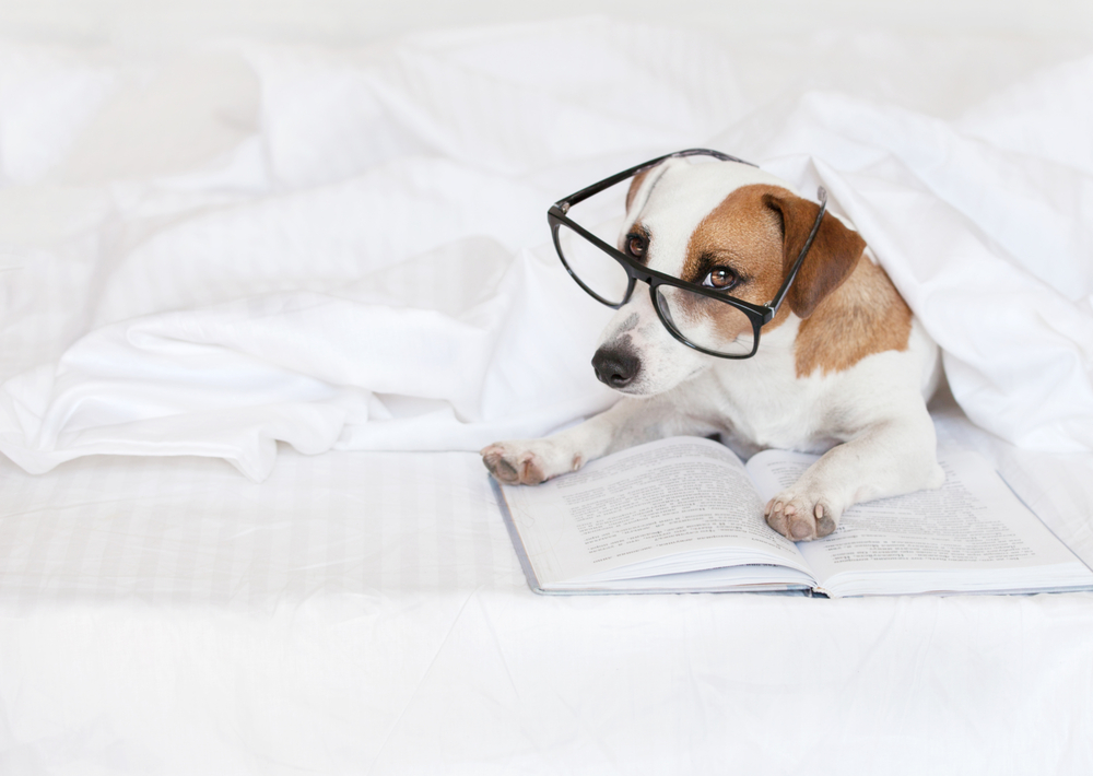 beagle glasses open book white background