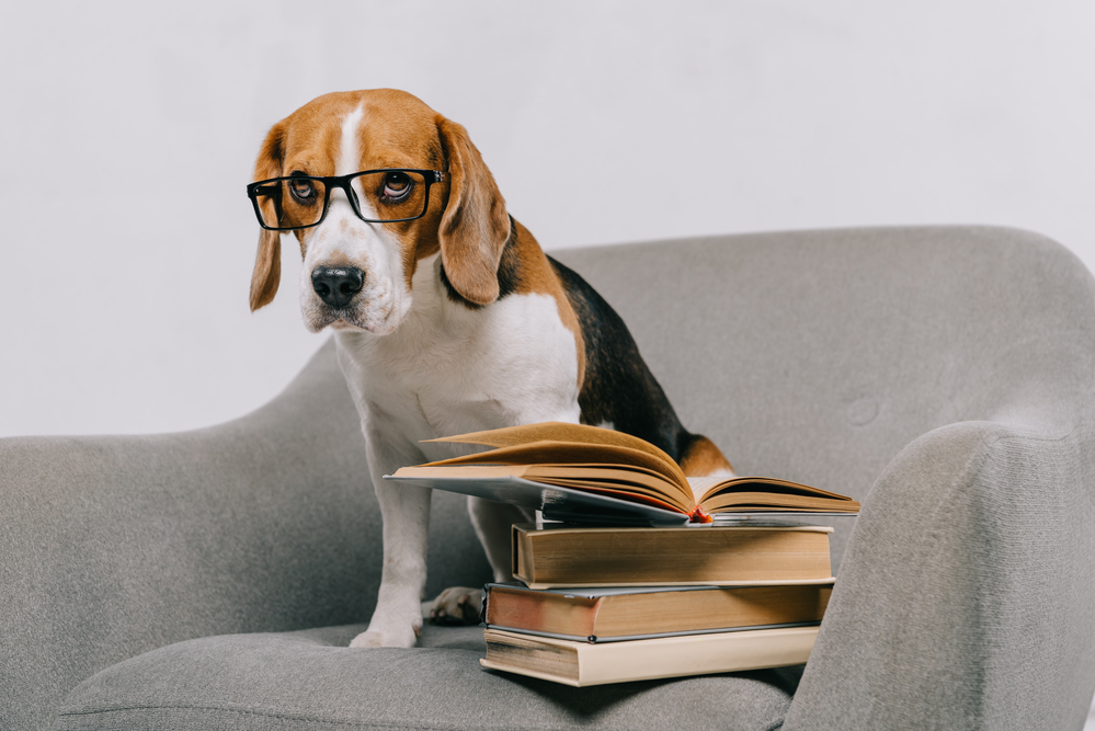 bookworm beagle-about page-PDB